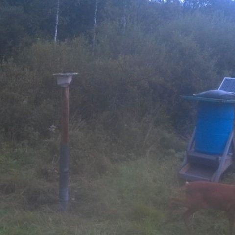 Roe deer at dawn, from one of our own trail cameras