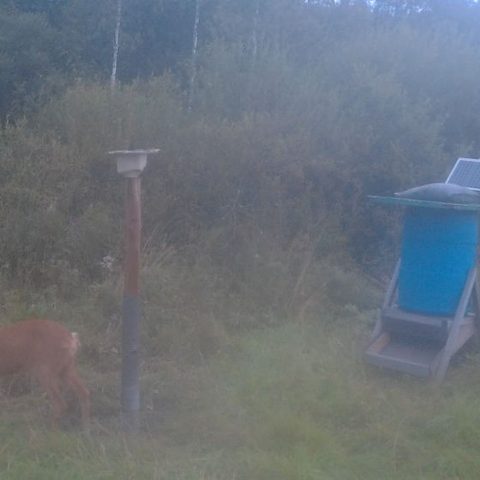 Roe deer at dawn, from one of our own trail cameras