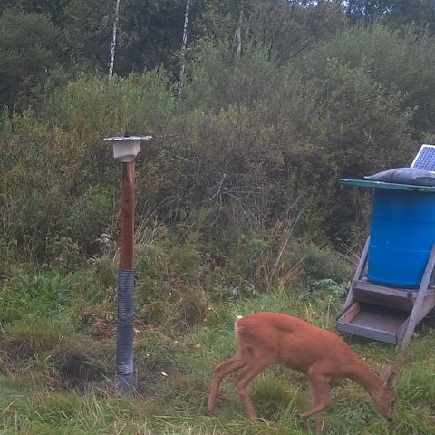 Roe deer at dawn, from one of our own trail cameras