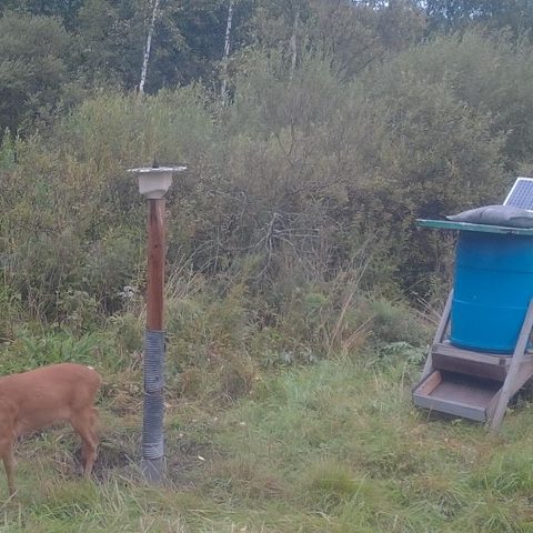 Roe deer at dawn, from one of our own trail cameras