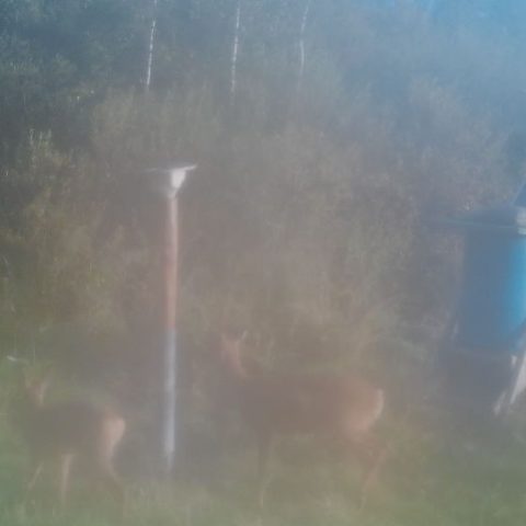 Roe deer at dawn, from one of our own trail cameras
